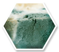 Mold And Mildew Control Icon